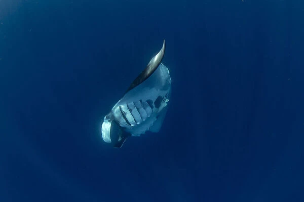 Oceanic manta ray (Manta birostris) feeding near the surface, Honda Bay, Palawan