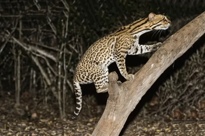 Framed Print : Ocelot (Leopardus pardalis) at night, Pantanal, Mato Grosso, Brazil, South America Framed Print : Ocelot (Leopardus pardalis) at night, Pantanal, Mato Grosso, Brazil, South America