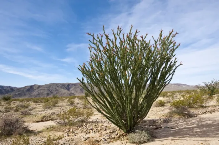 Framed Print : Ocotillo (Fouquieria splendens), Joshua Tree National Park, California Framed Print : Ocotillo (Fouquieria splendens), Joshua Tree National Park, California
