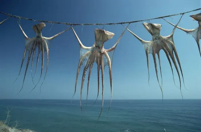 Framed Print : Octopi hung out to dry, Nerja, Costa del Sol, Andalucia, Spain, Europe Framed Print : Octopi hung out to dry, Nerja, Costa del Sol, Andalucia, Spain, Europe