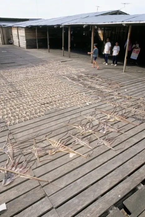 Framed Print : Octopus and fish drying in the sun at Sempornas fish market Framed Print : Octopus and fish drying in the sun at Sempornas fish market