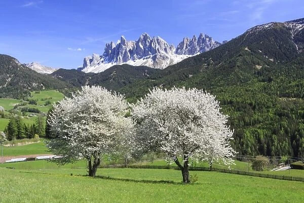 The Odle in background enhanced by flowering trees, Funes Valley, South Tyrol, Dolomites