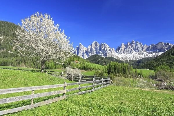 The Odle in background enhanced by flowering trees, Funes Valley, South Tyrol, Dolomites