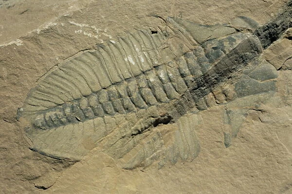 Ogygiopsis klotzi, fossil, trilobite 50mm long with small fault through it