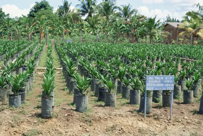 Framed Print : Oil palm saplings (Elaeis Guineensis) Framed Print : Oil palm saplings (Elaeis Guineensis)