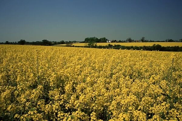 Oil seed rape fields, Essex, England, United Kingdom, Europe
