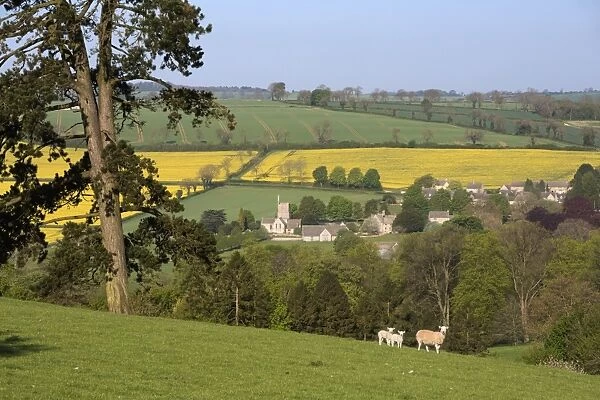 Oilseed rape fields and sheep above Cotswold village, Guiting Power, Cotswolds, Gloucestershire
