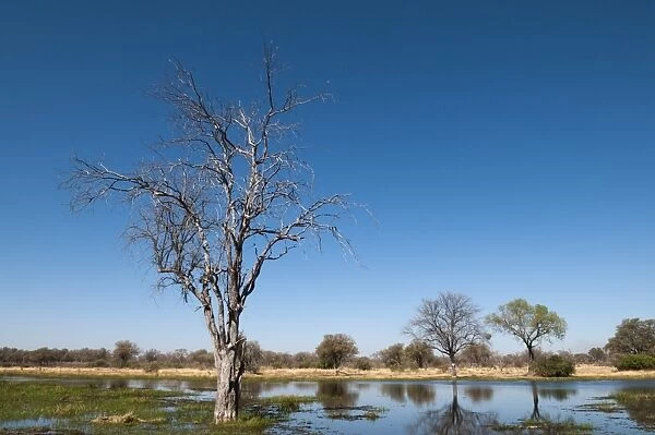 Okavango delta, Botswana, Africa