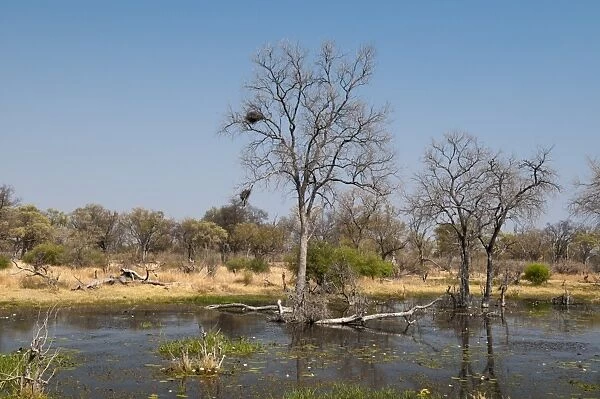 Okavango delta, Botswana, Africa