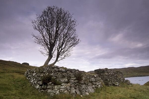 Old blackhouse ruin and tree