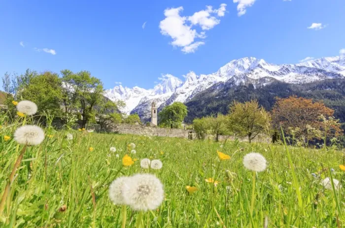 Framed Print : Old church framed by dandelions and snowy peaks, Soglio, Maloja, Bregaglia Valley Framed Print : Old church framed by dandelions and snowy peaks, Soglio, Maloja, Bregaglia Valley