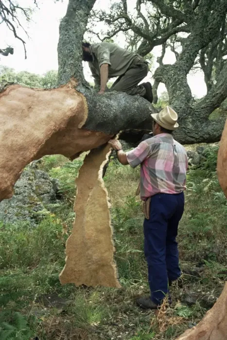 Framed Print : Old cork oak is stripped Framed Print : Old cork oak is stripped