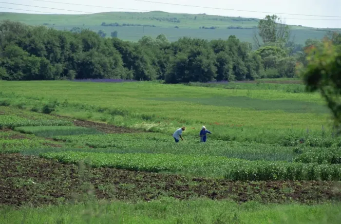 Framed Print : Old couple hoeing their private vegetable allotment, Grudovo, Bulgaria, Europe Framed Print : Old couple hoeing their private vegetable allotment, Grudovo, Bulgaria, Europe