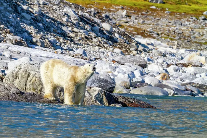 Framed Print : An old, emaciated adult male polar bear (Ursus maritimus) desperately searching for food in the Svalbard Archipelago, Norway, Arctic, Europe Framed Print : An old, emaciated adult male polar bear (Ursus maritimus) desperately searching for food in the Svalbard Archipelago, Norway, Arctic, Europe