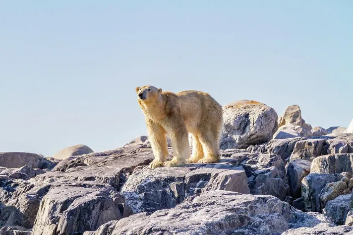 Framed Print : An old, emaciated adult male polar bear (Ursus maritimus) desperately searching for food in the Svalbard Archipelago, Norway, Arctic, Europe Framed Print : An old, emaciated adult male polar bear (Ursus maritimus) desperately searching for food in the Svalbard Archipelago, Norway, Arctic, Europe