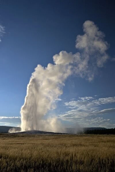 Old Faithful Geyser erupting in summer evening light, Yellowstone National Park, UNESCO World Heritage Site, Wyoming, United States of America, North America