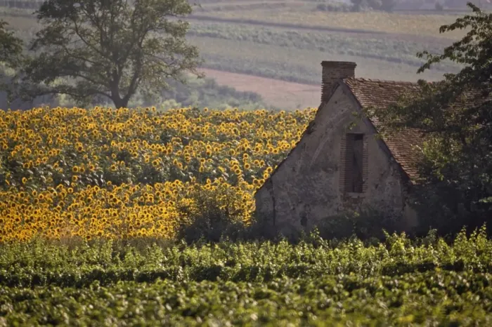 Framed Print : Old farm building among sunflowers and vineyard, St. -Pourcain-sur-Sioule Framed Print : Old farm building among sunflowers and vineyard, St. -Pourcain-sur-Sioule