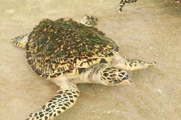 Old Hegg Turtle Sanctuary, Bequia, St. Vincent and The Grenadines, Windward Islands
