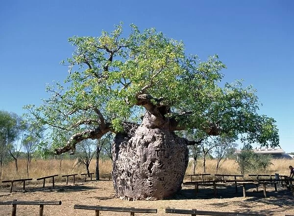 Old hollow boab tree, once used as aboriginal prison, outside Derby, Kimberley