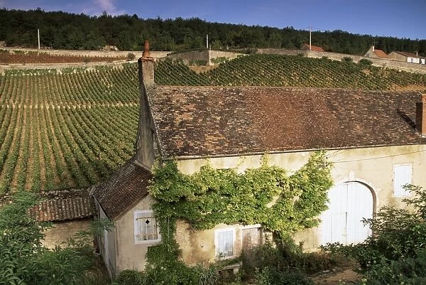 Old house and vineyards, Bourgogne (Burgundy), France, Europe