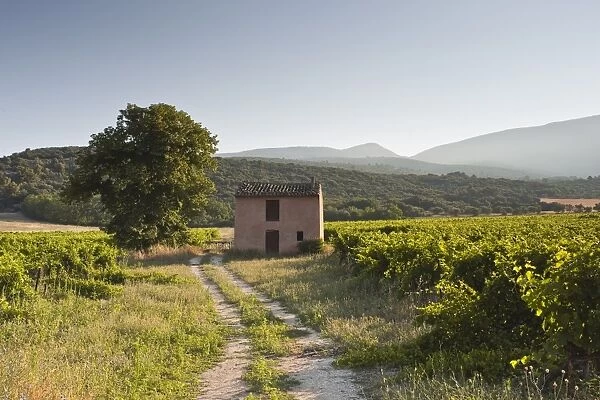An old house amongst vineyards near Apt, Vaucluse, Provence, France, Europe