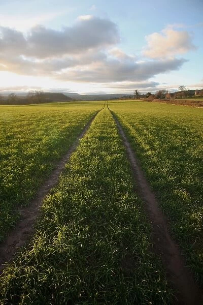An old lane almost overtaken by grass in a field near Peterchurch, Golden Valey