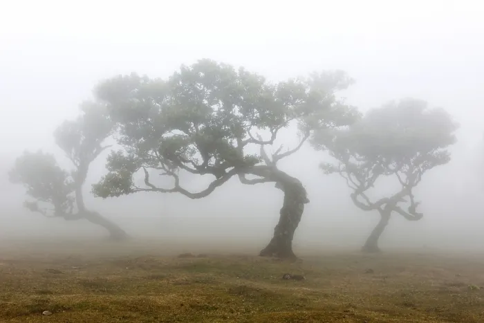 Framed Print : Old laurel forest or Laurissilva Forest, stinkwood (Ocotea foetens) trees in fog, UNESCO World Heritage Site, Fanal, Madeira, Portugal Framed Print : Old laurel forest or Laurissilva Forest, stinkwood (Ocotea foetens) trees in fog, UNESCO World Heritage Site, Fanal, Madeira, Portugal