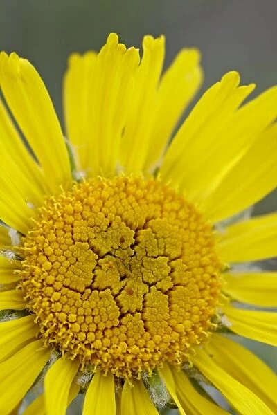 Old man of the mountain or Alpine sunflower (Hymenoxys grandiflora), Mount Evans