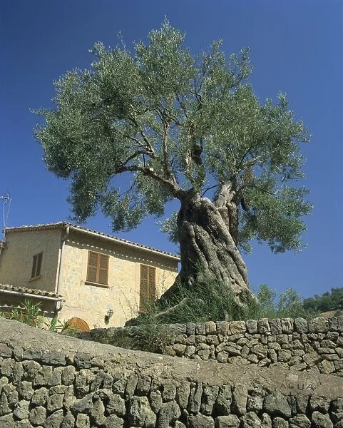 Old olive tree in the garden of a village house in Deya
