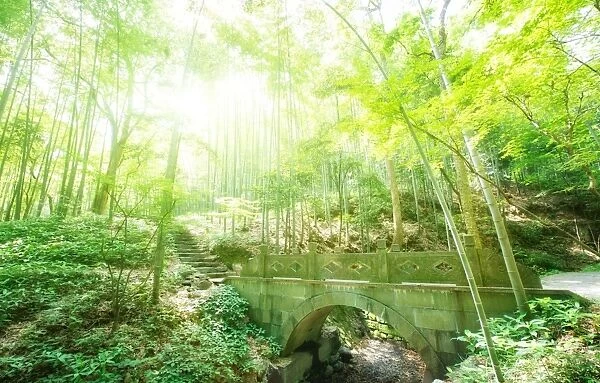 Old stone bridge and lush foliage in the Yun Qi Bamboo Forest, Zhejiang, China, Asia