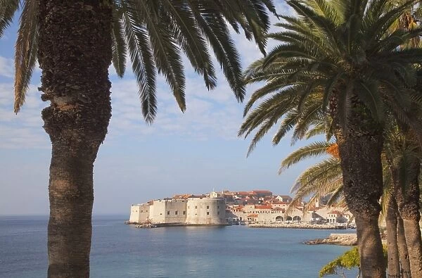 Old Town through palm trees, Dubrovnik, Croatia, Europe