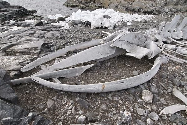 Old whale skeleton, Jougla Point near Port Lockroy, Antarctic Peninsula