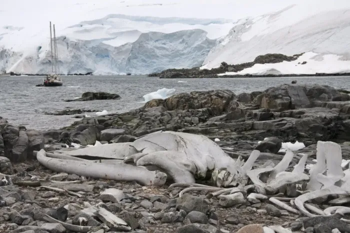 Framed Print : Old whale skeleton, Jougla Point near Port Lockroy, Antarctic Peninsula Framed Print : Old whale skeleton, Jougla Point near Port Lockroy, Antarctic Peninsula