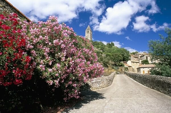 Oleander in flower, with village and 15th century tower beyond, Olargues