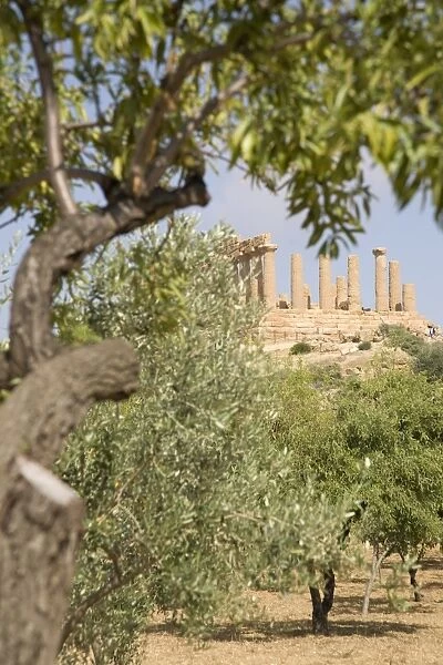 Olive and almond trees and the Temple of Juno, Valley of the Temples, Agrigento