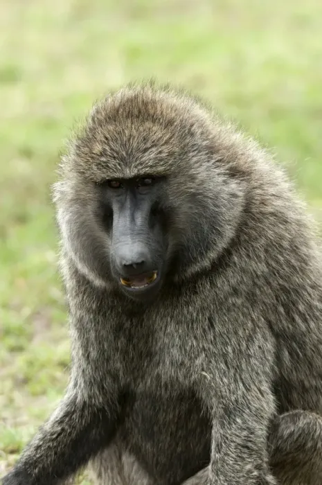 Framed Print : Olive baboon (Papio anubis), Masai Mara, Kenya, East Africa, Africa Framed Print : Olive baboon (Papio anubis), Masai Mara, Kenya, East Africa, Africa
