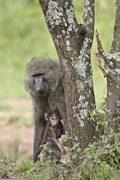 Olive baboon (Papio cynocephalus anubis) mother and infant, Serengeti National Park