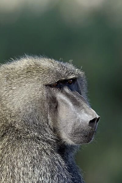 Olive baboon (Papio cynocephalus anubis), Samburu National Reserve, Kenya