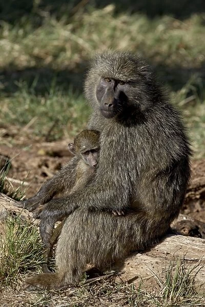 Olive baboon (Papio cynocephalus anubis) mother and infant, Samburu National Reserve