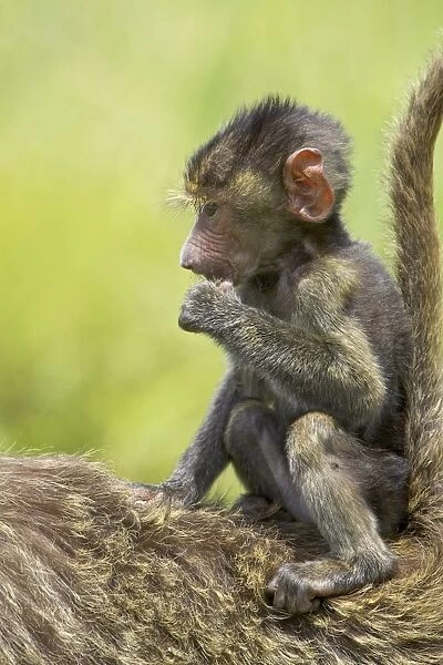 Olive baboon (Papio cynocephalus anubis) infant riding on its mothers back