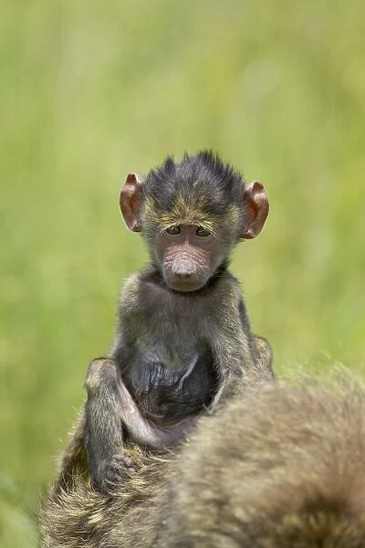 Olive baboon (Papio cynocephalus anubis) infant riding on its mothers back
