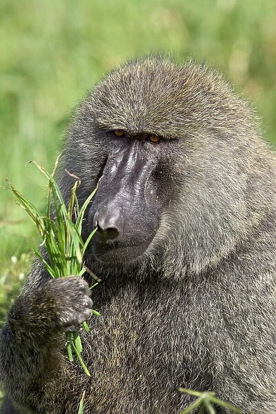 Olive baboon (Papio cynocephalus anubis) eating grass, Serengeti National Park