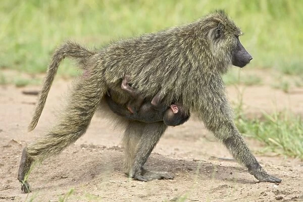 Olive baboon (Papio cynocephalus anubis) infant riding on its mothers chest