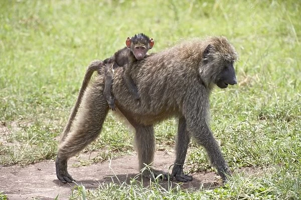 Olive baboon (Papio cynocephalus anubis) baby riding on its mothers back