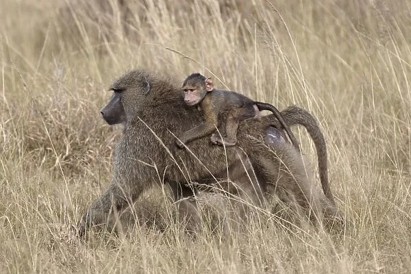 Olive baboon (Papio cynocephalus anubis) infant riding on its mothers back, Serengeti National Park, Tanzania, East Africa, Africa