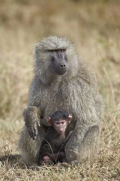 Olive baboon (Papio cynocephalus anubis) infant and mother, Serengeti National Park, Tanzania, East Africa, Africa