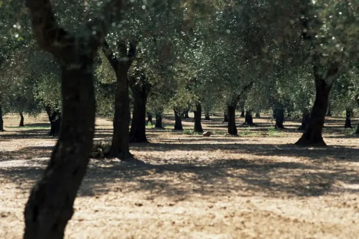 Framed Print : Olive grove Framed Print : Olive grove