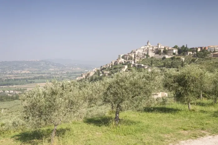 Framed Print : Olive grove near to Trevi in the Val di Spoleto, Umbria, Italy, Europe Framed Print : Olive grove near to Trevi in the Val di Spoleto, Umbria, Italy, Europe