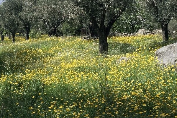 Olive grove with wild flowers