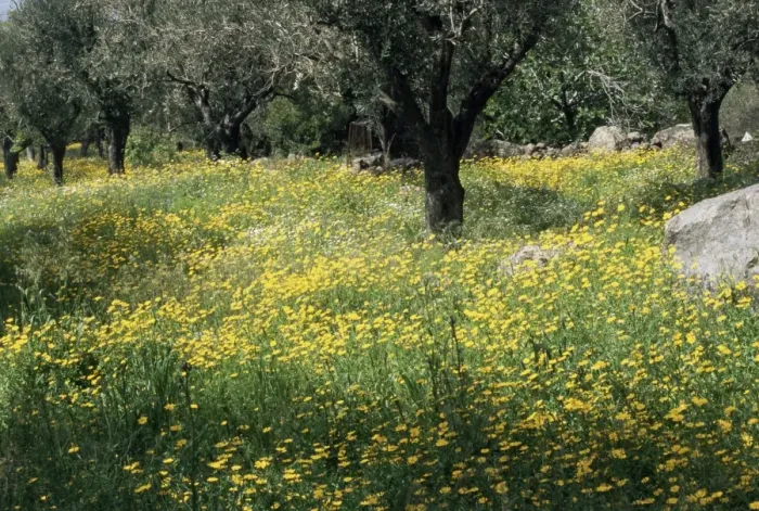 Framed Print : Olive grove with wild flowers Framed Print : Olive grove with wild flowers